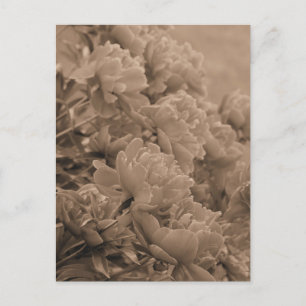 Peonies Facing the Light in Sepia Postcard