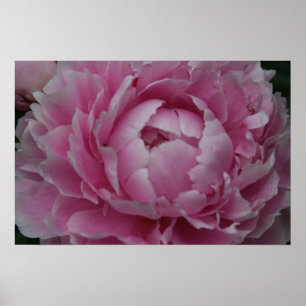 Peonies in Full Bloom Poster