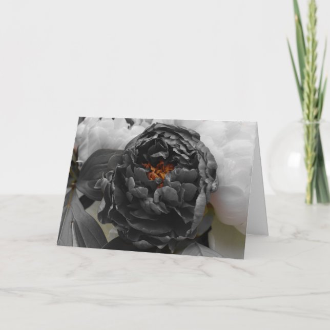 Peonies / Isolated Colour Card (Front)