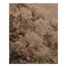 Peonies Multiple in Sepia