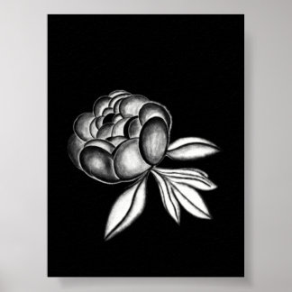 peonies pencil drawing poster