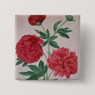 Peonies, plate 46 from the Nassau Florilegium (w/c 15 Cm Square Badge