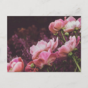 Peonies Postcard