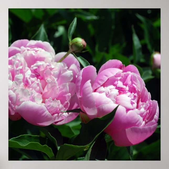 Peonies Poster (Front)