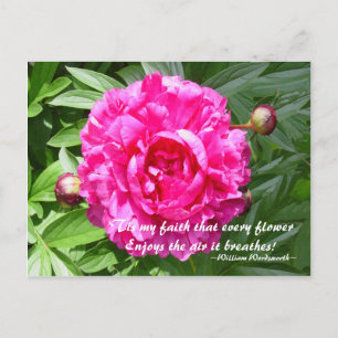Peonies - Wordsworth Postcard