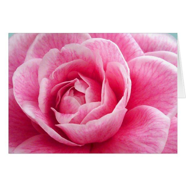 Peony (Front Horizontal)
