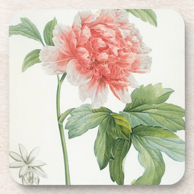 Peony, 1799 (colour stipple print) coaster (Front)