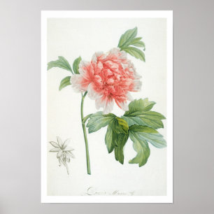 Peony, 1799 (colour stipple print) poster