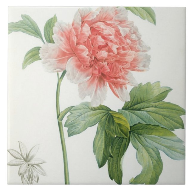 Peony, 1799 (colour stipple print) tile (Front)