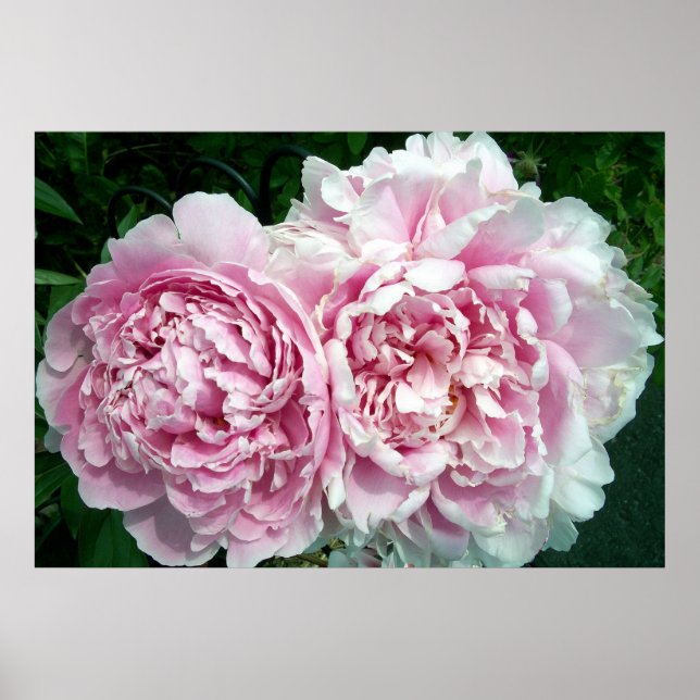 Peony 2 Poster (Front)