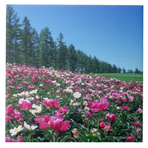 Peony 2 tile