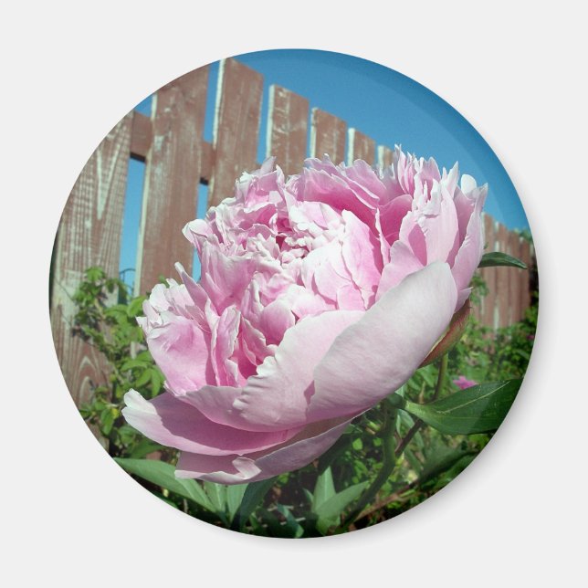 Peony 3 Magnet (Front)