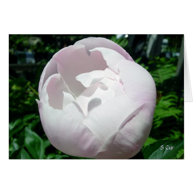 Peony Bubble Pop (Front Horizontal)