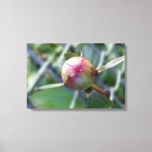 peony bud canvas print