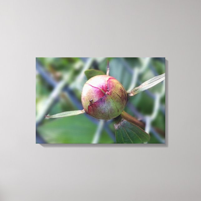 peony bud canvas print (Front)