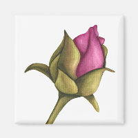 peony bud