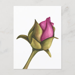 peony bud postcard