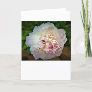 Peony, card