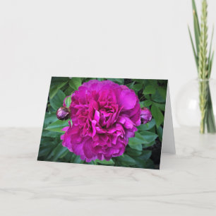 Peony, card