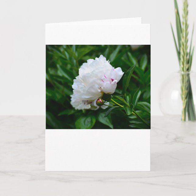 Peony, card (Front)