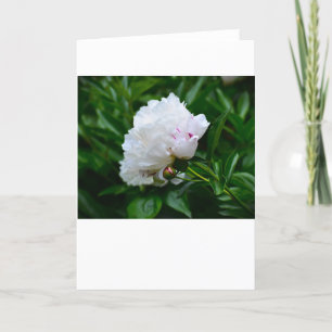 Peony, card