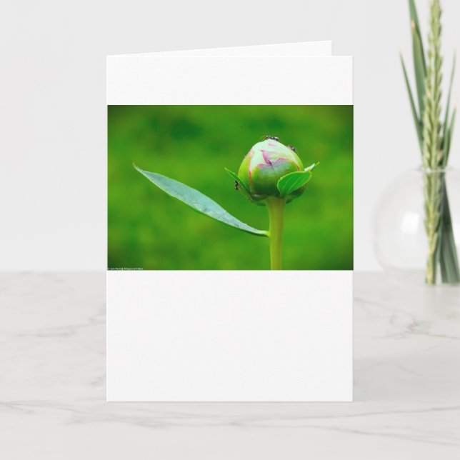 Peony, card (Front)