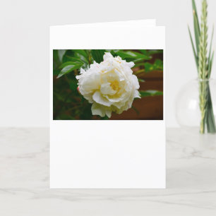 Peony, card