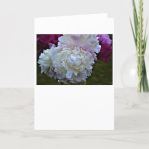Peony, card