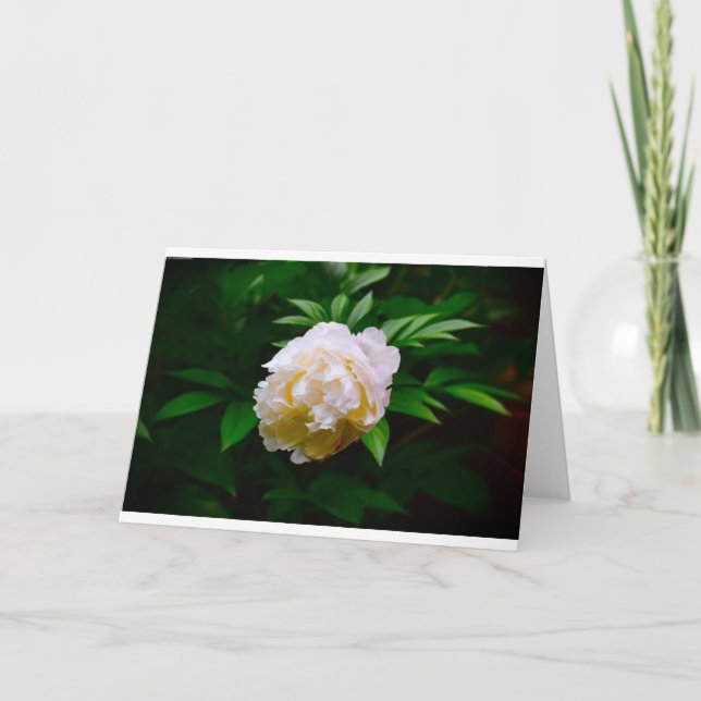 Peony, card (Front)