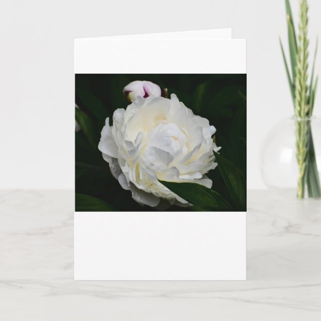 Peony, card (Front)