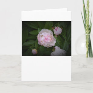 Peony, card