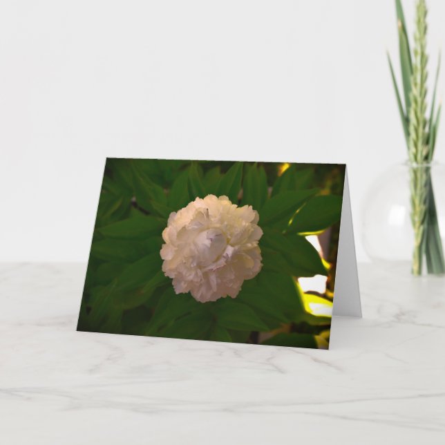 Peony, card (Front)