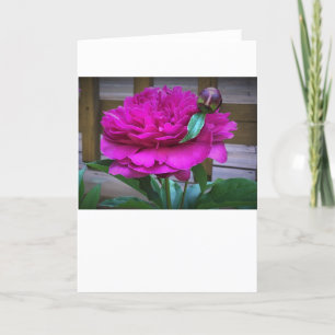 Peony, card