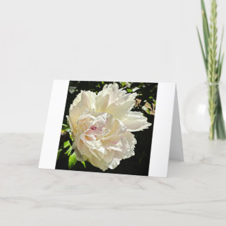 Peony, card
