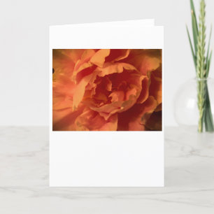 Peony, card