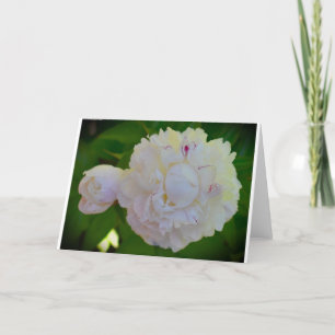 Peony, card