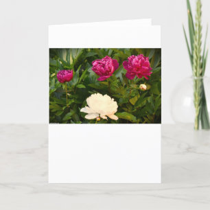 Peony, card