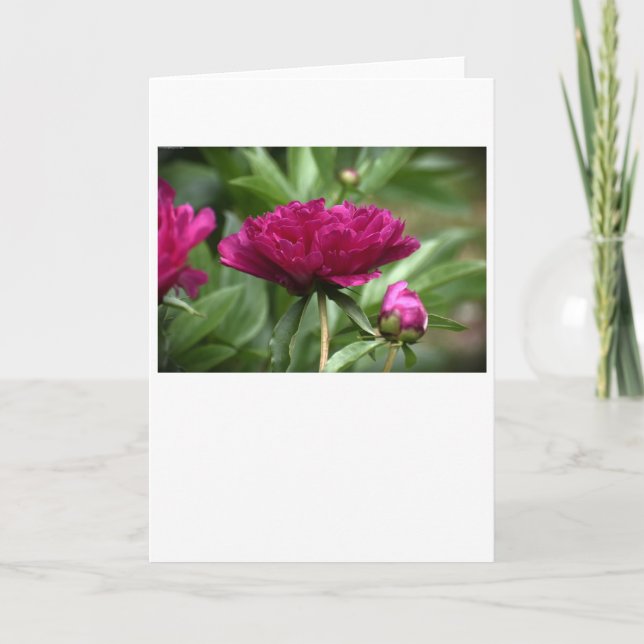 Peony, card (Front)
