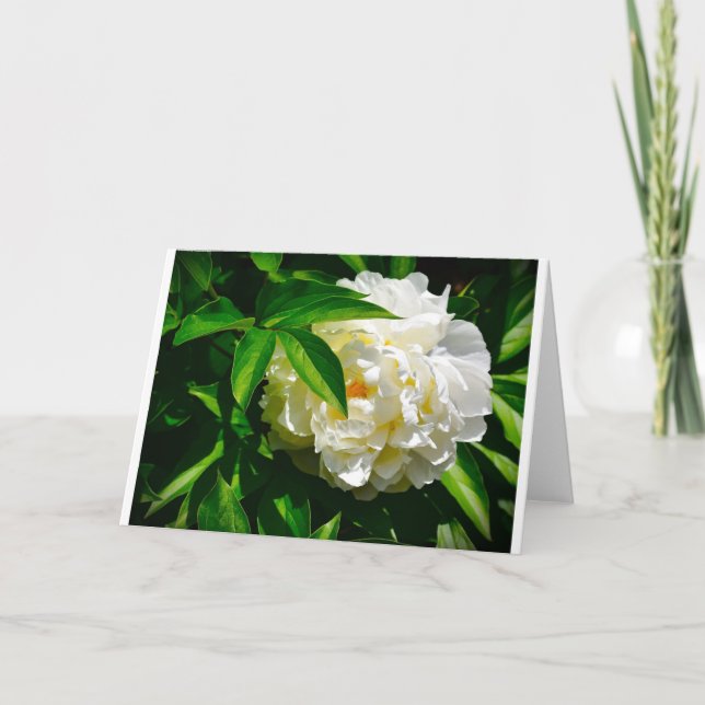 Peony, card (Front)