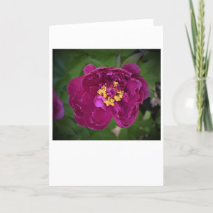 Peony, card