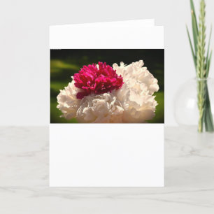 Peony, card
