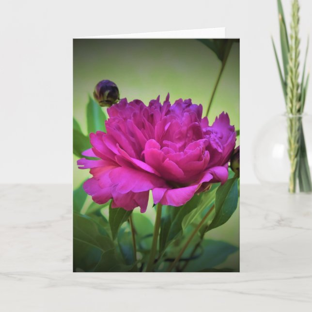 Peony, card (Front)