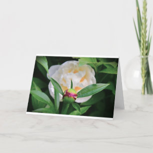 Peony, card