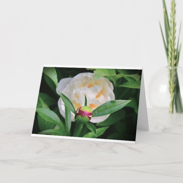 Peony, card (Front)