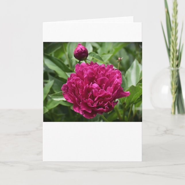 Peony, card (Front)