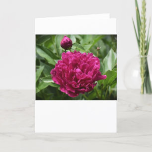 Peony, card