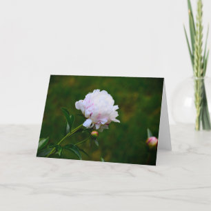Peony, card