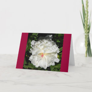 peony close up Paeonia lactiflora Card