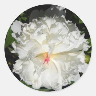 peony close up Paeonia lactiflora Classic Round Sticker