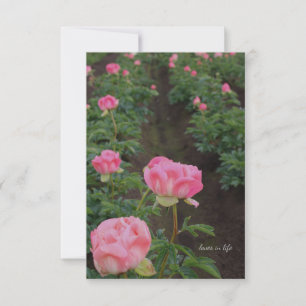 Peony Field Card